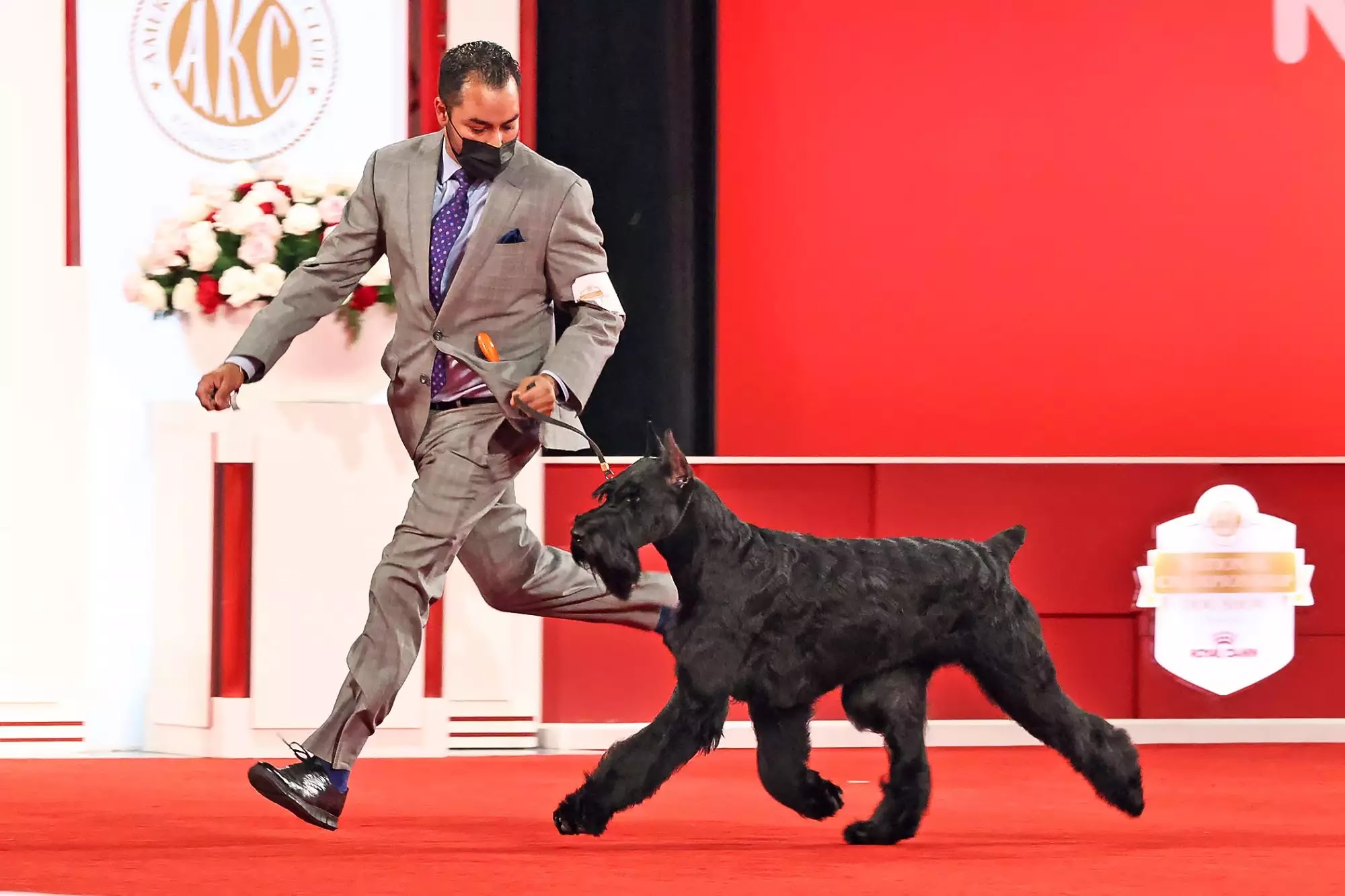 AKC National Championship 2021 Winner: Bayou the Giant Schnauzer
